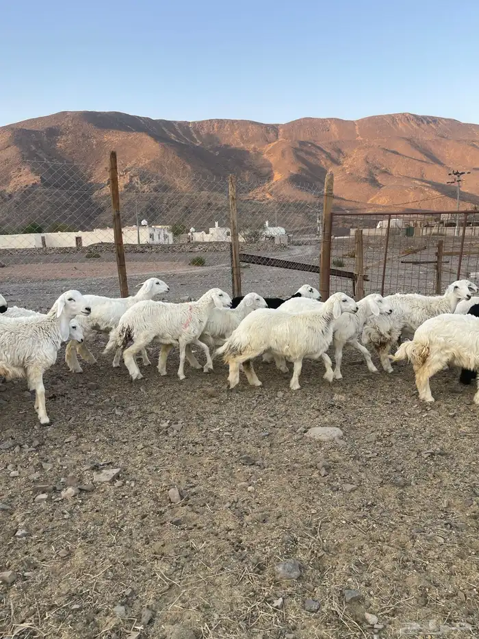 (تم البيع ) رخال حريات مراح واحد 1