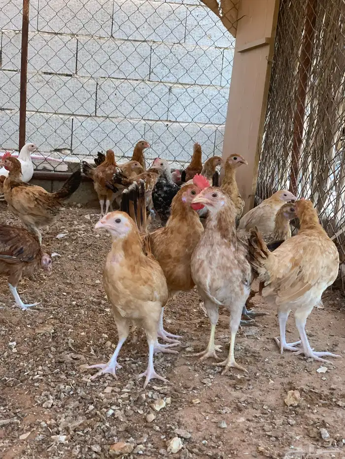 دجاج عمر 3 شهور 0