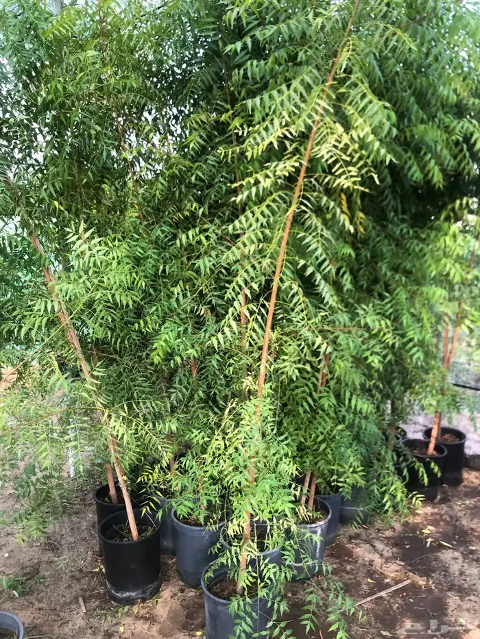 تنسيق الحدائق 12