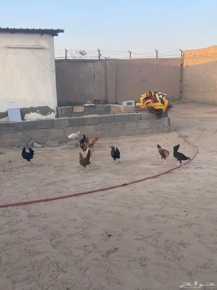 دجاج مشكل 2