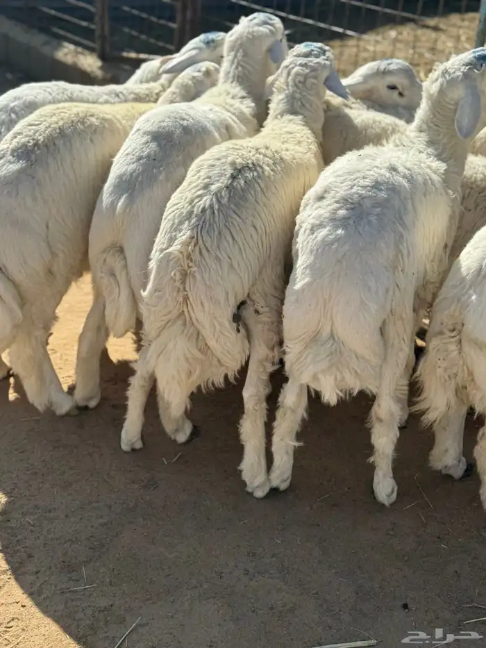 طليان جبرة 4