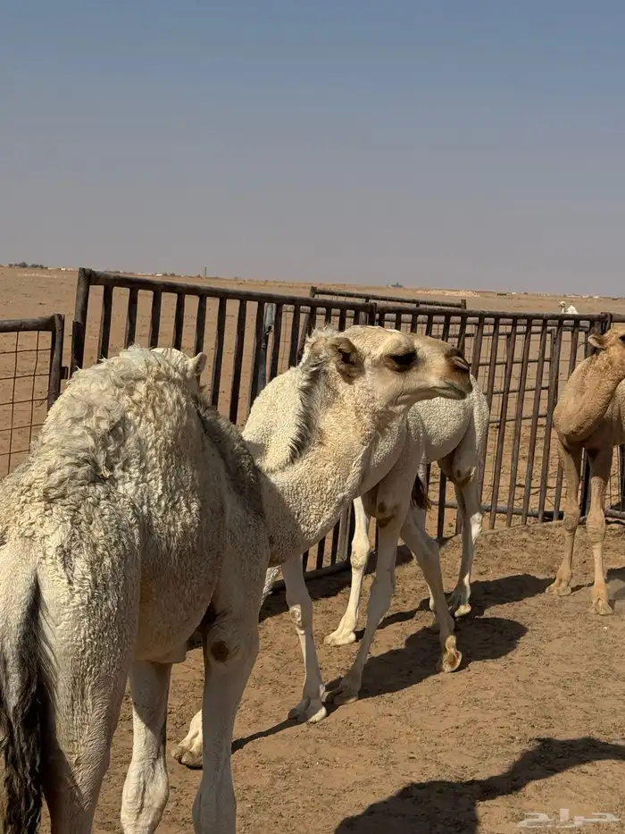 4 قعدان لبانية 4