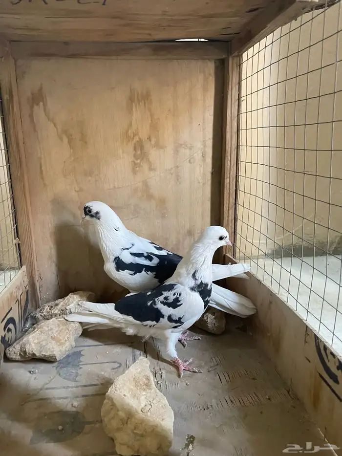 البيع جوز مخابيز وجوز صقع 0
