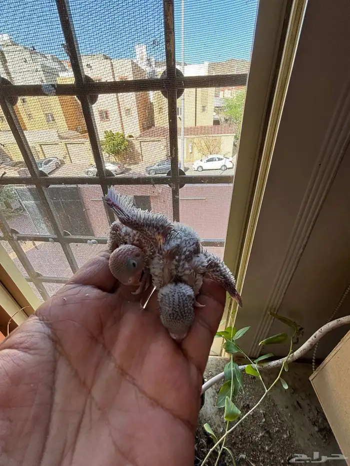 جوز بادجي فاخر مع فرخين 4