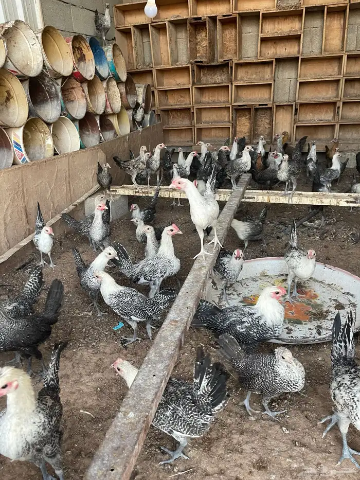 دجاج العمر 3 شهور 0