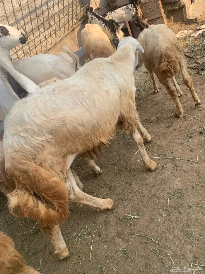 فرير مشروع فحل وثلاثه تيوس سمان ماشاءالله تبارك الله 0