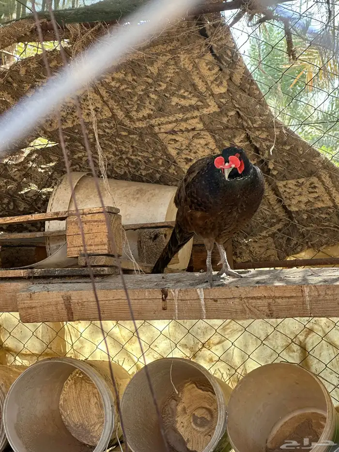 فزنت للبيع ذكور فقط 3