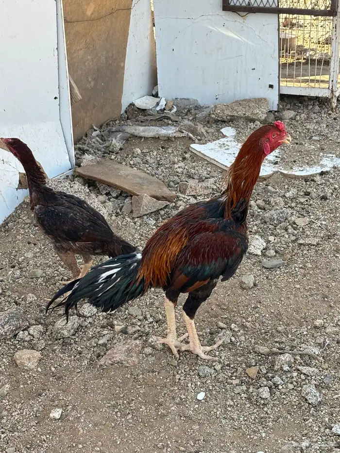 دجاج باكستاني 1