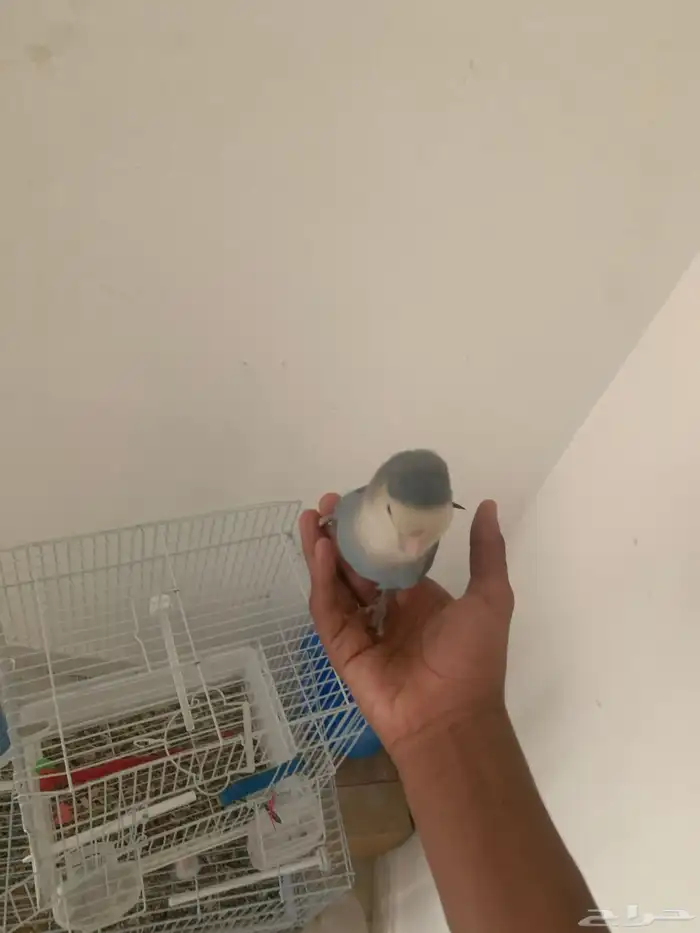 جوز روز اليفين جدا جدا جدا 1