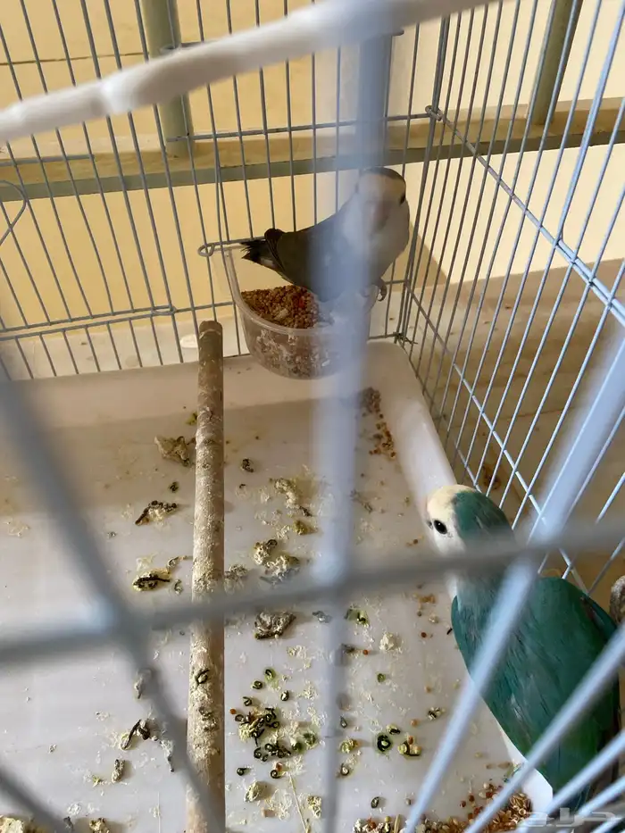 جوز روز منتج شرط شرط شرط 3