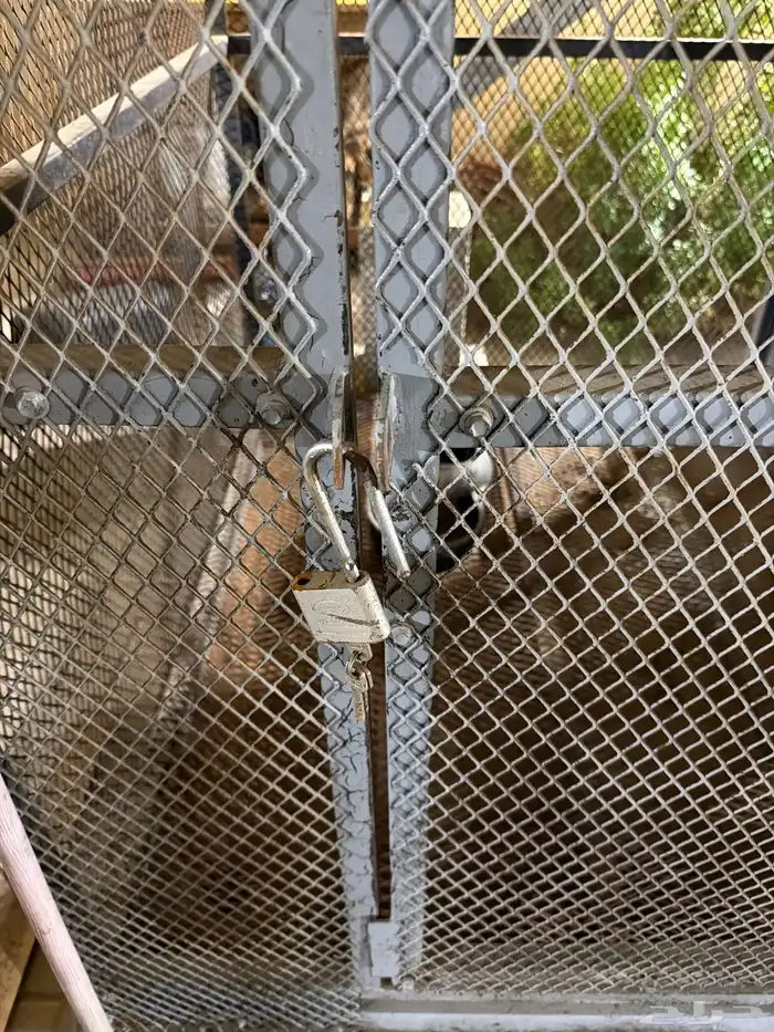 بيت كلب مكيف للبيع 7