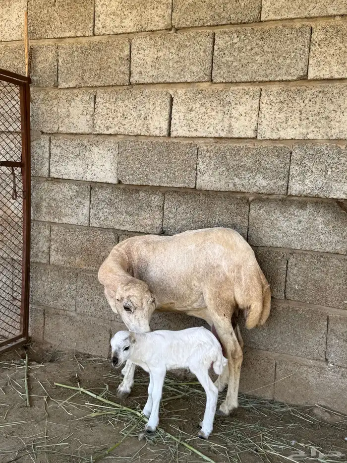 نعجه فاخرة منتوج 3