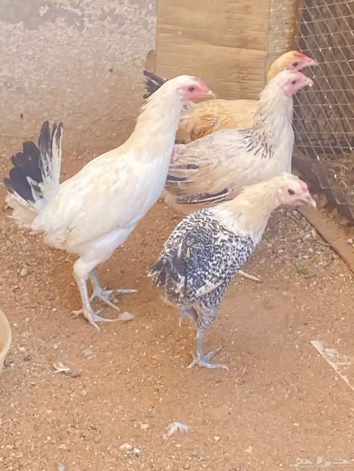 دجاج بلدي وفيومي 1