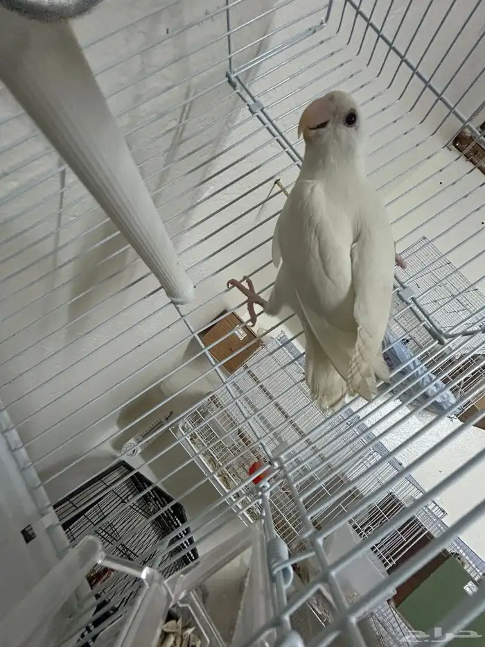 فرخ روز البينو (تم البيع) 1