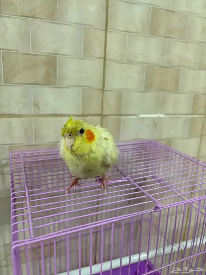 ببغاء 5