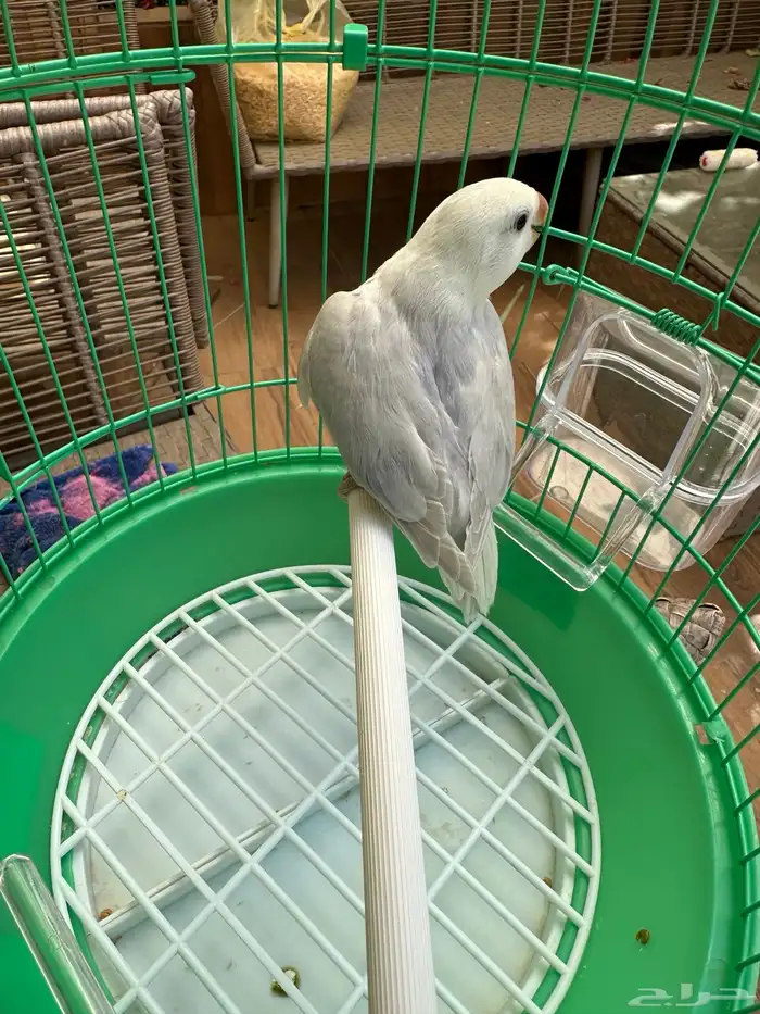 انثى روز بلد ابلاين للبيع 0