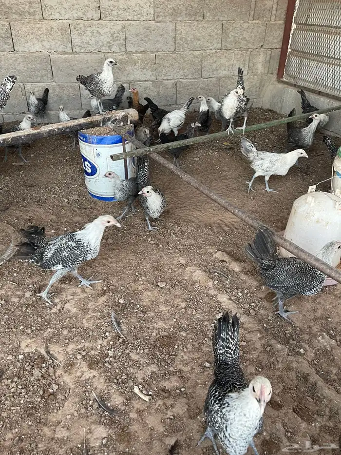 دجاج العمر 3 شهور 3