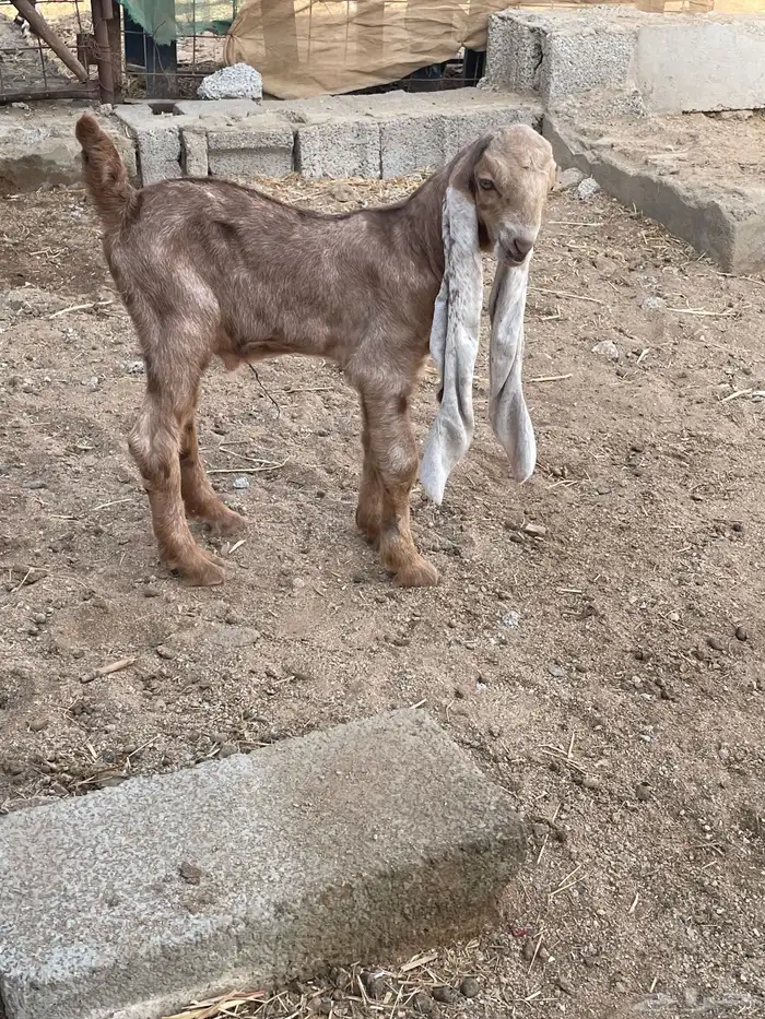 تيوس حجازي 0