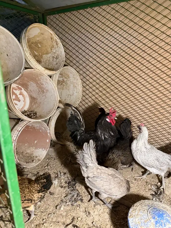 دجاج بلدي بياض أربع دجاج وديك عل السوم 0