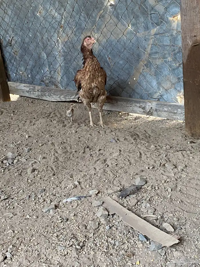 جاج باكستاني اصل للبيع 3