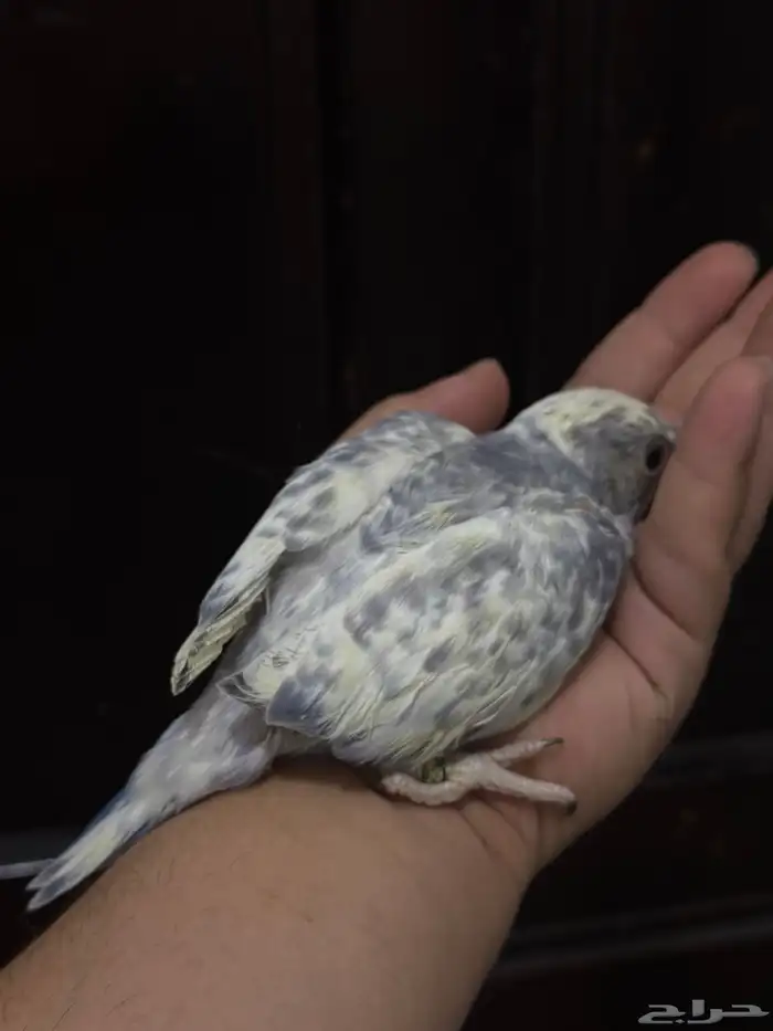 فروخ درة طفرات رسيسف بايد فايلوت المميز_للمميز 1