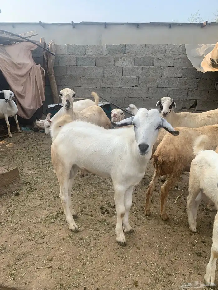 فرير مشروع فحل وثلاثه تيوس سمان ماشاءالله تبارك الله 12
