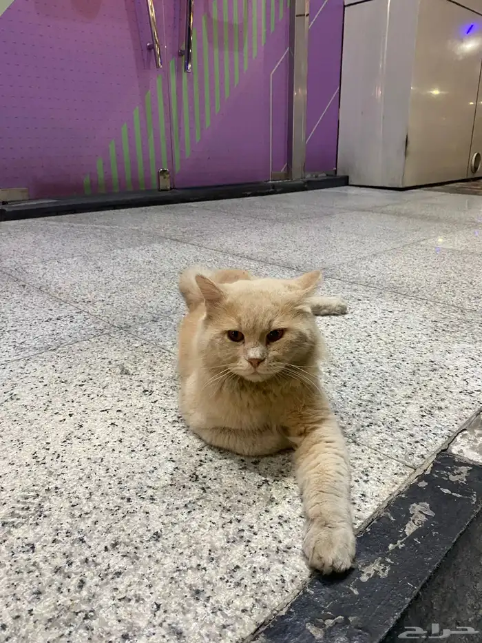 قط مفقود او متخلى عنه 2