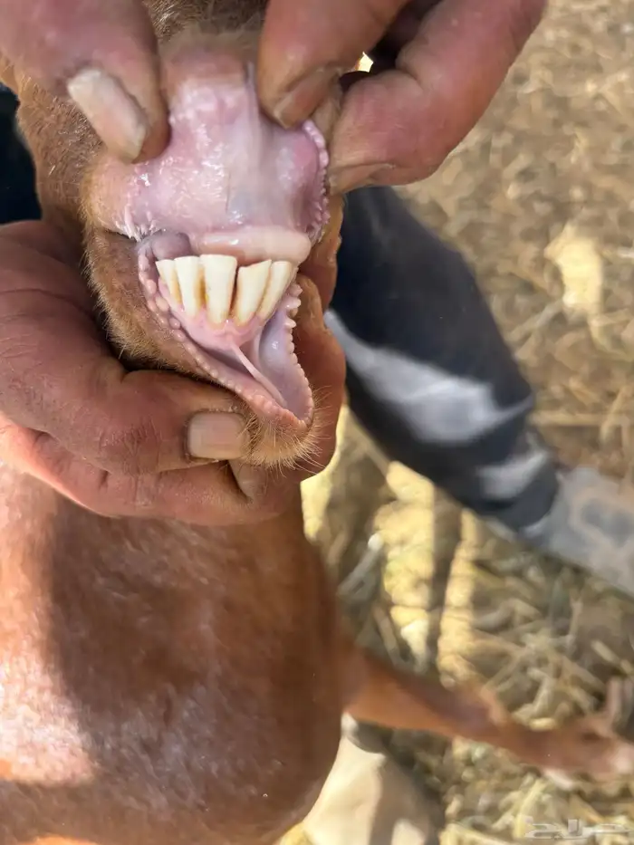 معز جنوبيه دفيع 8