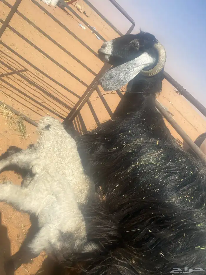 عنز حليب معها دواغير 3