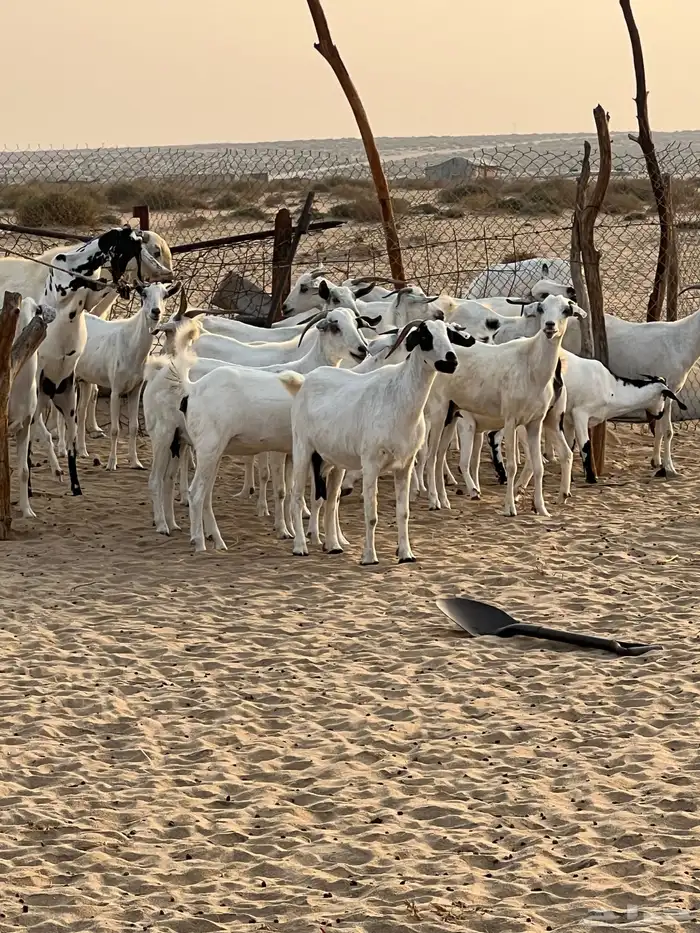 ماعز للبيع الشواق 0