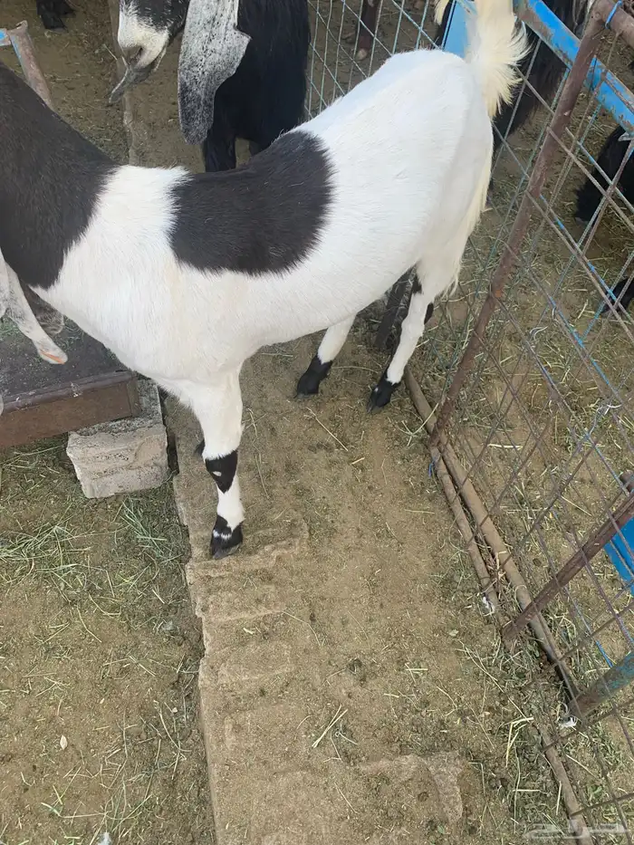 عنز هولنديه 1