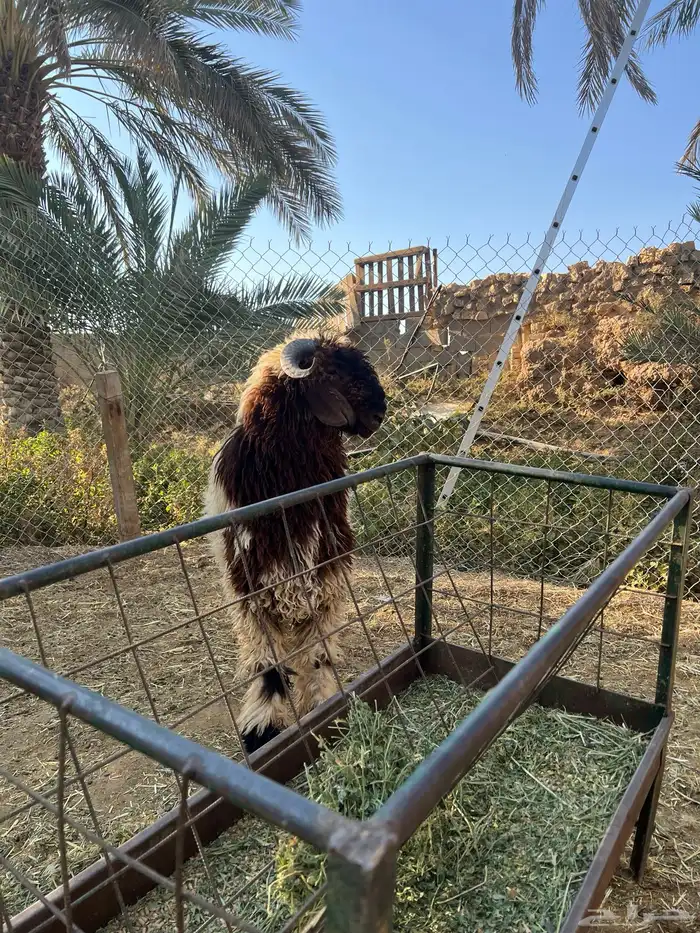 نعيمي صنف اللي يبي يقني ولا يذبح 3