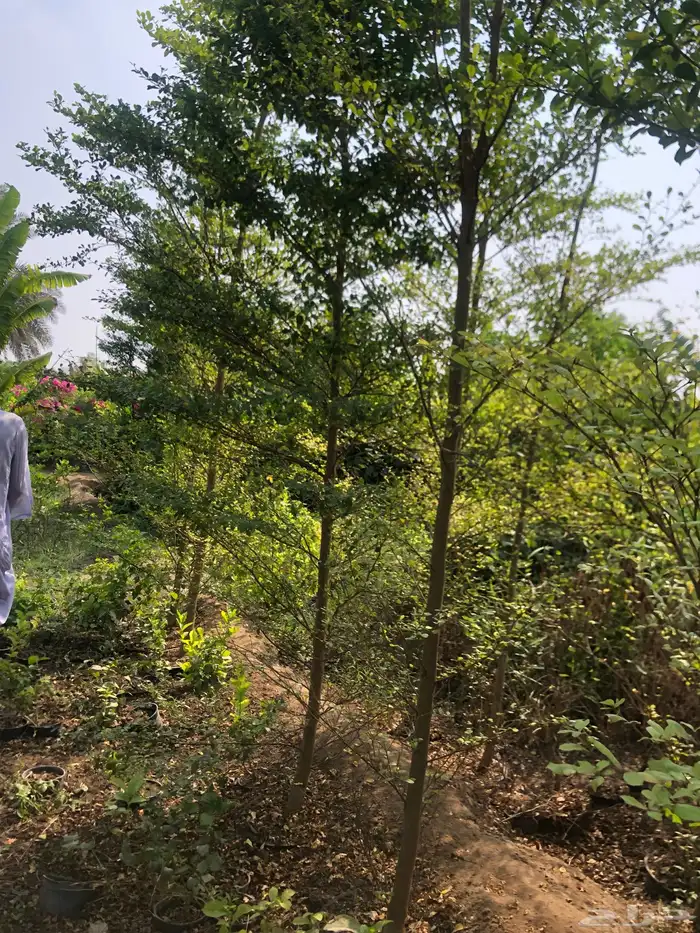 تنسيق الحدائق 7