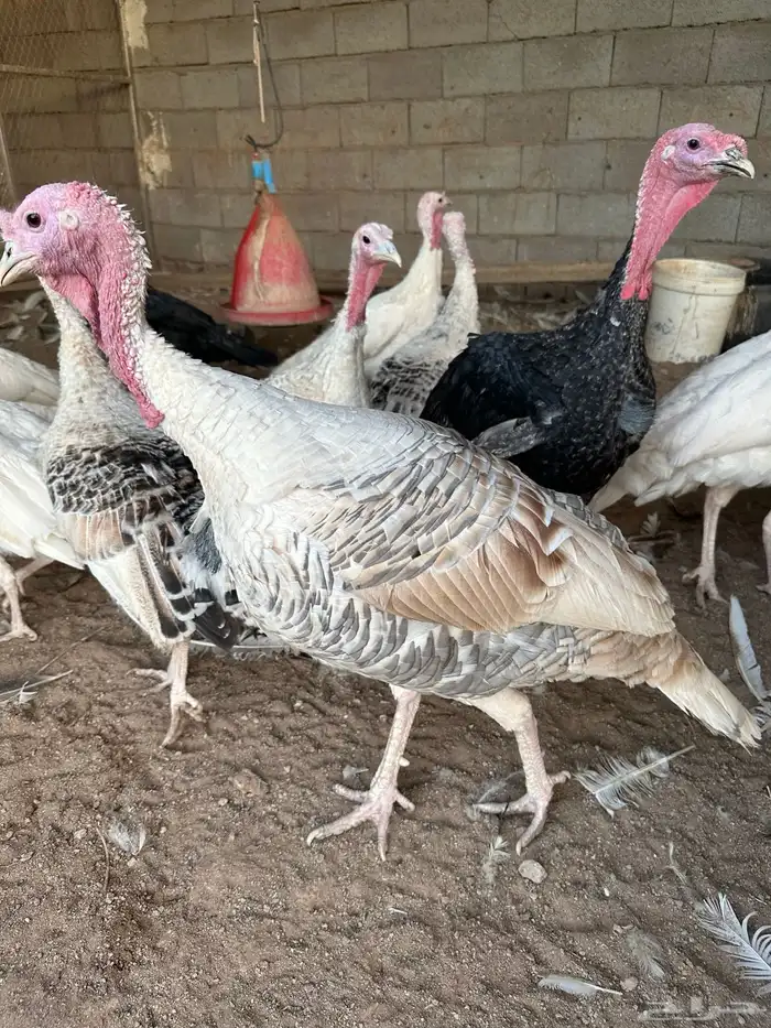 دجاج رومي 4