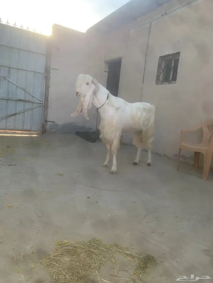 سوق المواشي الاحساء 1