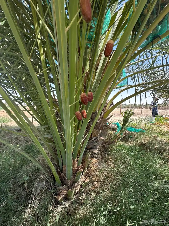 نخل للبيع منتج 2