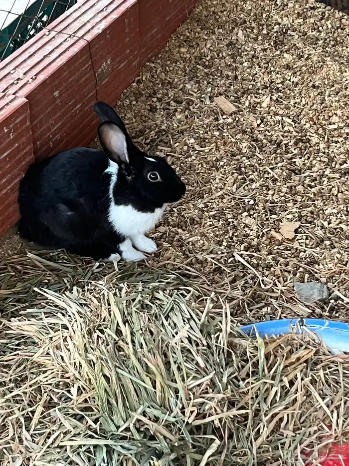 ارنب للبيع 1