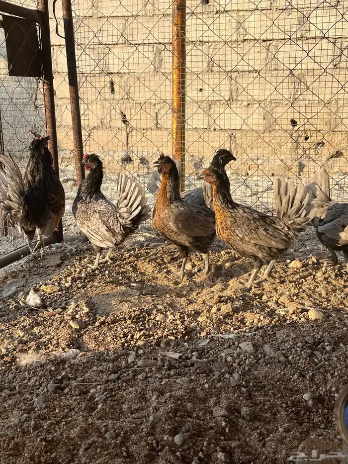 دجاج كويتي للبيع 3