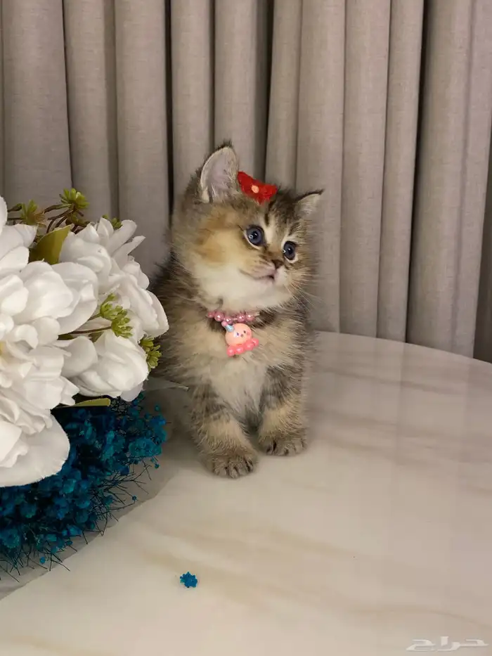 قطط سكوتش 14