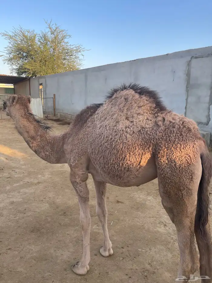 بكره ساحليه للبيع 1
