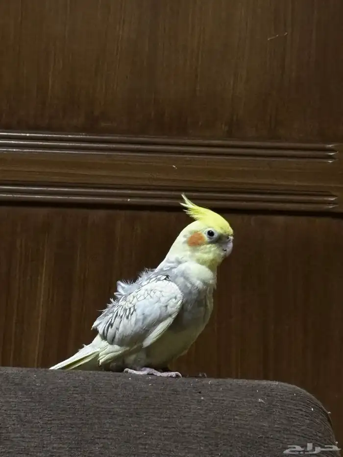 كروان عمره سنتين مع قفصه 1