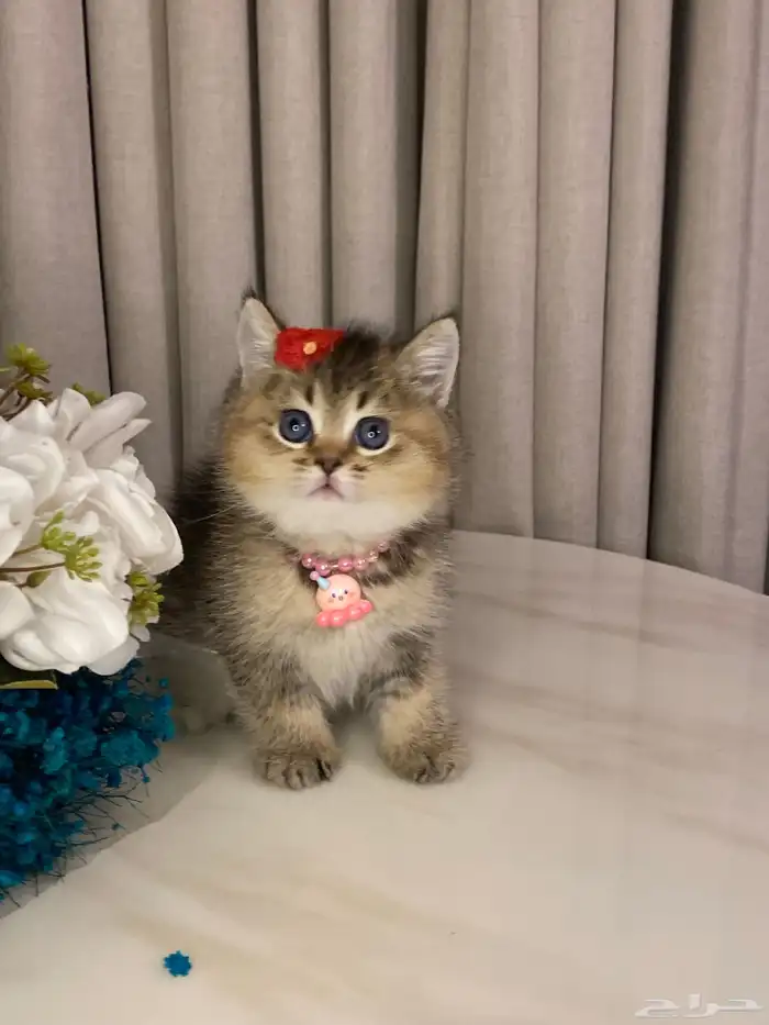 قطط سكوتش 12