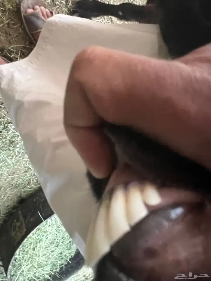 عنز معها تيس وجفره 1