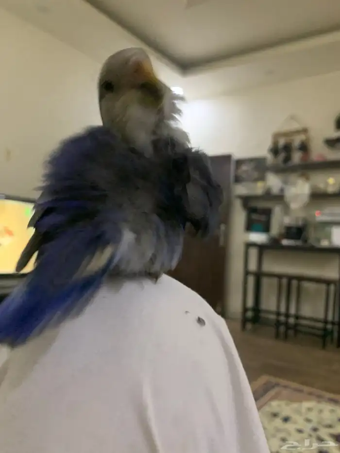 جوز روز اليفين جدا جدا جدا 17