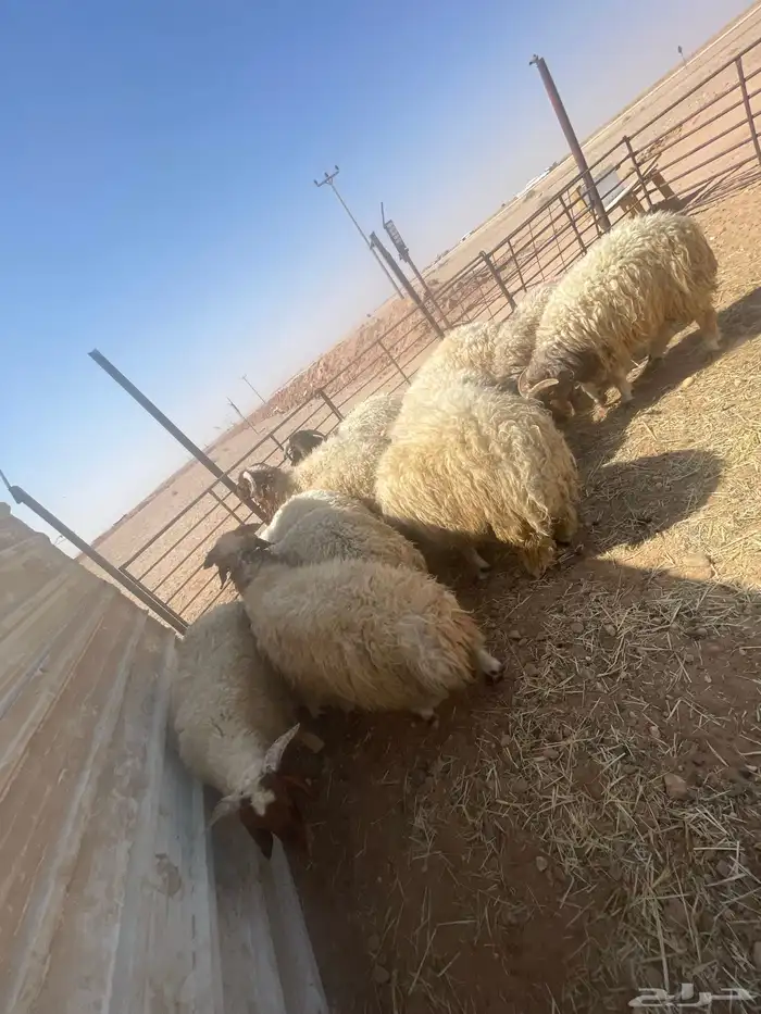 بهم خرفان فاخره كناور 2