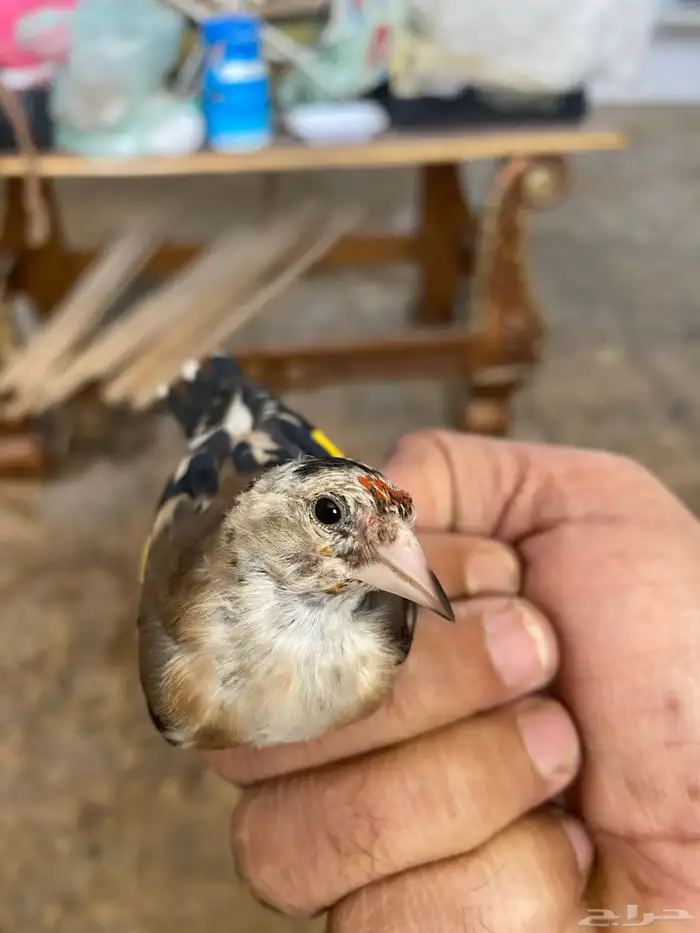 حسون ذكر فرخ تم البيع 1