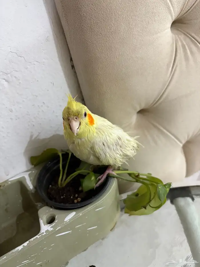 ببغاء 2