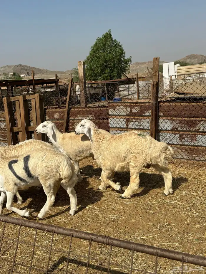 طليان حري ثلاجه مناسبات 4