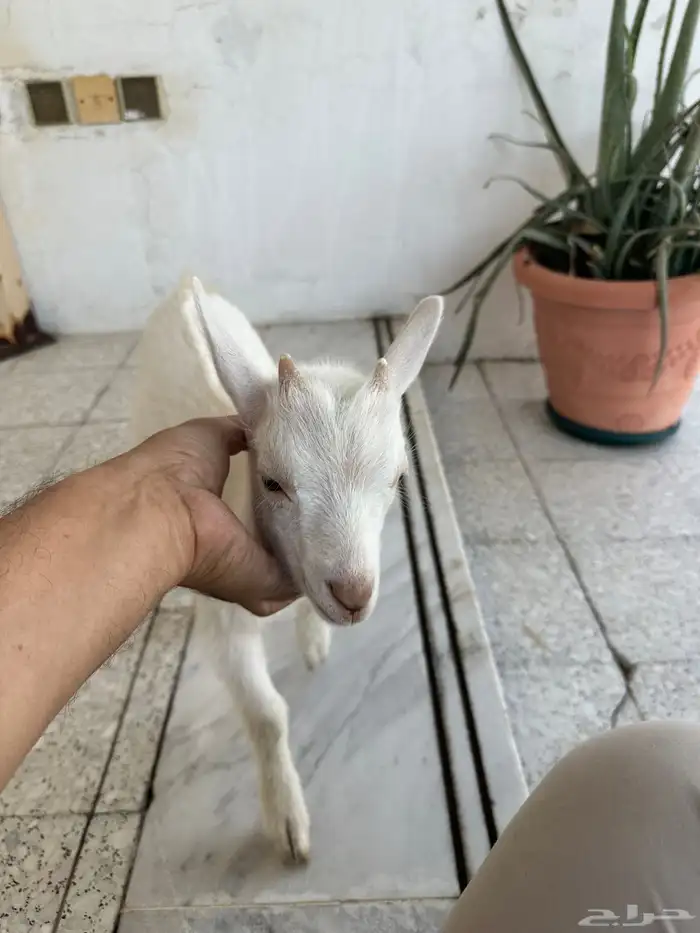 ماعز قزمي للبيع في الاحساء 1