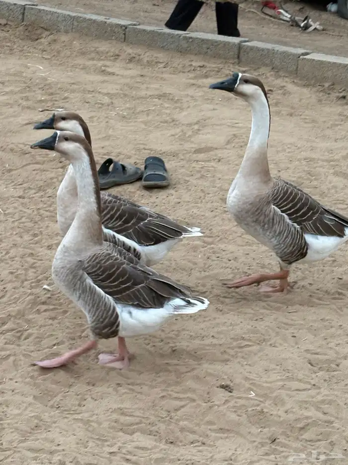 وز عراقي للبيع 3